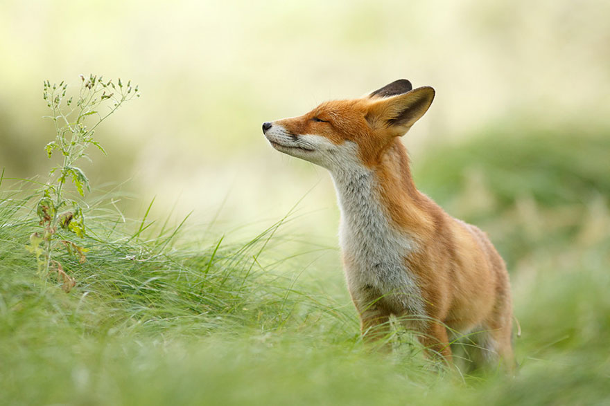 Fox